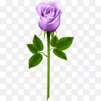 紫玫瑰剪贴画-紫玫瑰透明PNG图像