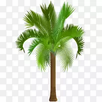 槟榔科亚洲棕榈剪贴画-棕榈树剪贴画PNG图像
