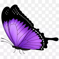 蝴蝶紫色剪贴画-紫色蝴蝶透明PNG剪贴画图像