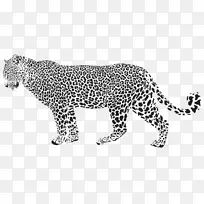雪豹猎豹剪贴画-美洲虎剪影PNG透明剪贴画图像