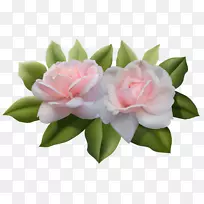 玫瑰粉色剪贴画-美丽的粉红色玫瑰PNG图像
