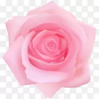 花园玫瑰、蜈蚣玫瑰、剪贴画.粉红色玫瑰透明剪贴画