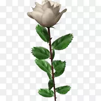 花园玫瑰百叶玫瑰花-白玫瑰PNG图像，花白玫瑰PNG图片