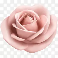 花园玫瑰粉色剪贴画-玫瑰软桃花透明PNG剪贴画形象