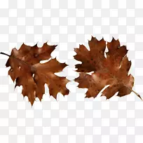 秋叶颜色棕色剪贴画-秋八角叶