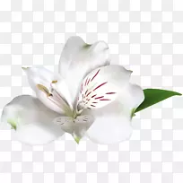 白玫瑰紫红色颠茄剪贴画-白花金银花剪贴画图像