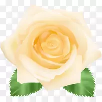 花园玫瑰、蜈蚣玫瑰、花瓣花-黄玫瑰PNG剪贴画图像