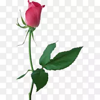 花园玫瑰，蜈蚣玫瑰，切花，花卉设计，叶-大粉红色玫瑰芽，攀枝花