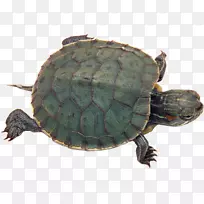 海龟宠物龟，爬行动物，红耳滑块-海龟PNG