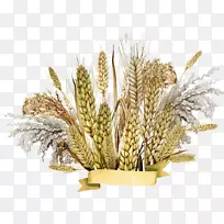 Emmer谷物胚芽-小麦PNG