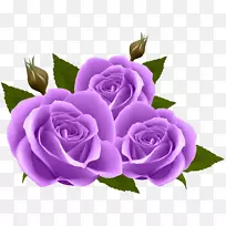玫瑰花墙纸-紫玫瑰PNG剪贴画图像