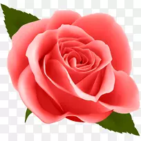 花玫瑰剪贴画-红玫瑰PNG剪贴画图像