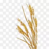 小麦穗剪艺术-小麦PNG