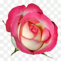 花园玫瑰剪贴画-粉红色玫瑰PNG剪贴画