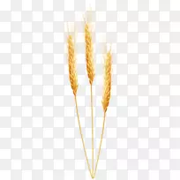 Emmer谷物胚芽-小麦PNG剪贴画图像