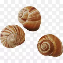 海贝壳类普通蜗牛腹足类-贝壳PNG