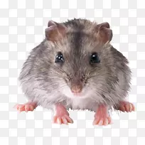 大鼠啮齿动物-小鼠，大鼠png图像