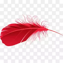 “希望”是用羽毛夹鸟艺术的东西-羽毛PNG。