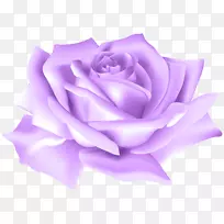花园玫瑰，花蜈蚣，玫瑰剪贴画-紫玫瑰花PNG剪贴画形象