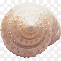海螺海床海螺