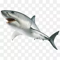 大白鲨虎鲨-鲨鱼PNG