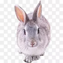 法国野兔剪贴画-兔PNG图像