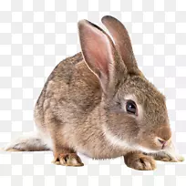 国内兔剪贴画-灰兔PNG图像