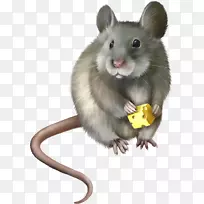 老鼠房子鼠标电脑鼠标剪贴画-鼠标，鼠png图像