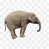 非洲森林象剪贴画-象PNG