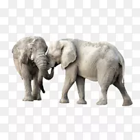 非洲象-象巴布亚新几内亚