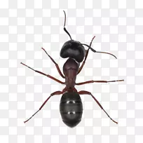 黑花园蚂蚁昆虫无柄法老蚂蚁PNG