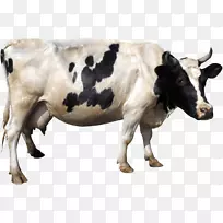 荷斯坦牛雌牛剪贴画-牛PNG图像