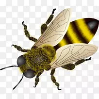 西方蜜蜂昆虫剪贴画-蜜蜂图片