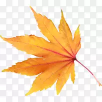 秋叶颜色-秋八角叶