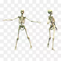 人体骨骼-骨骼png图像