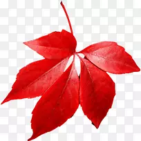 红色枫叶秋叶颜色-红色秋叶