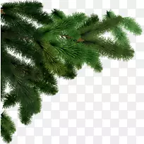 杉木剪贴画-杉木PNG图像
