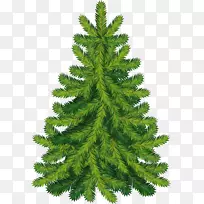 圣诞树冷杉-杉木PNG图像