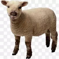 羊羊肉夹艺术-小绵羊PNG形象