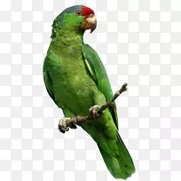 新几内亚绿鹦鹉PNG图片下载