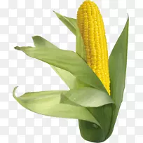 玉米上的玉米甜玉米-玉米PNG图像