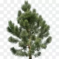 杉木松树-杉木PNG图像