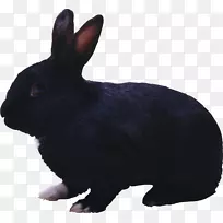 兔子复活节兔子-黑色兔子PNG图像