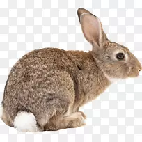 佛兰芒大兔子复活节兔子加州兔安哥拉兔PNG图片