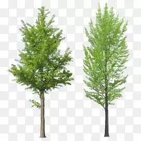 树-树PNG图像