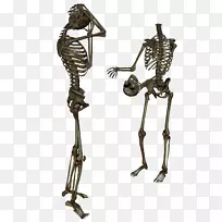 骨骼剪贴画-骨架PNG