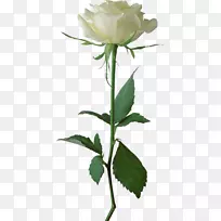 玫瑰白色剪贴画-白玫瑰PNG图像，花白玫瑰PNG图片