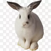 复活节兔子剪贴画-白兔图片