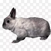 国内兔法国野兔荷兰兔PNG形象