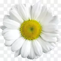 普通雏菊剪贴画-朴素图片，免费花卉图片